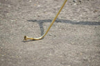 Medieval Celtic DeskFord war Iron Age Brass Playable Carnyx Trumpet Horn - collectiblegiftitems